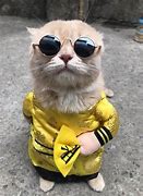Image result for Little Cat with Drip