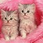 Image result for Cat Collage Wallpaper