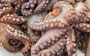 Image result for Octopus Mouth