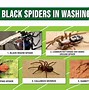 Image result for Types of Black Spiders