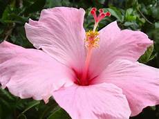 fiore ibisco significato significato ibisco linguaggio dei fiori fiore ibisco significato significato ibisco linguaggio dei fiori