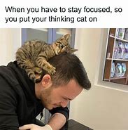 Image result for Tough Cat Meme