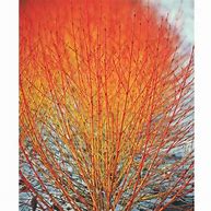 Image result for Cornus sanguinea Winter Beauty