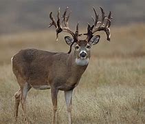 Image result for Great One Whitetail