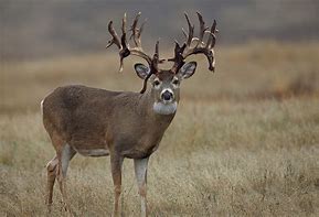 Image result for Video Deer