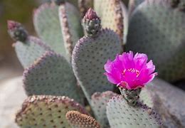Image result for Desert Cactus Plants in Southern California