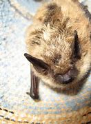 Image result for Bats Illinios