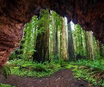 Image result for Redwood Forest Ecosystem