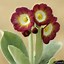 Bildergebnis für Primula auricula Sussanah