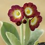 Résultat d’images pour Primula auricula Vulcan
