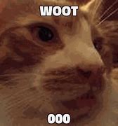 Image result for Woot Cat Meme