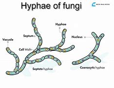 Image result for Hyphae Fungi