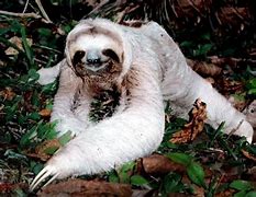 Image result for Albino Sloth