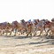 Image result for Camel Racing Club