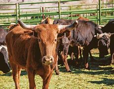 Image result for Cattle USA