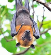 Image result for Fruit Bat Species