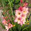 Image result for Gladiolus Oasis