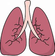 Image result for Cute Lungs Diagram