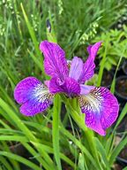 Image result for Iris sibirica Demure Illini
