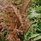 Image result for Dryopteris erythrosora