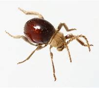 Image result for Spider Beetle