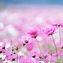Image result for Clear Picture of Flowers for Background