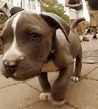 Image result for Whippet Pit Bull Mix