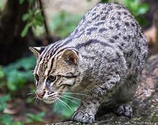 Image result for ffxiv fishing cat became hungry