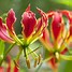 Image result for gloriosa