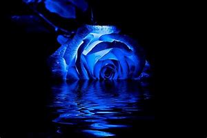 Image result for Neon Blue Rose Wallpaper