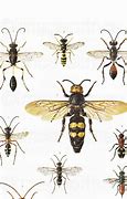 Image result for iPhone 11 Pro Max Wallpaper Insects