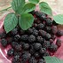 Image result for BlackBerry OS Background