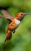 Image result for hummingbirds