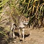 Image result for Cheetah Kenya