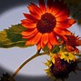 Image result for Sunflower Lock Screen