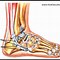 Image result for Peroneus Longus and Brevis Tendons