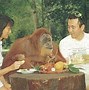 Image result for 10 Hoofed Animals in Singapore Zoo