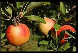 Image result for Gala Apples