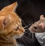 Image result for Rat Eating Funny