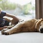 Image result for kids play with pet