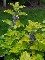 Image result for Caryopteris x clandonensis Good As Gold