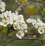 Image result for Pyrus communis Calebasse de Tirlemont