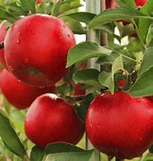Image result for Late Summer Apple Tree