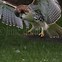 Image result for Hawk Catching Prey