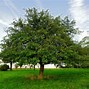 Image result for Apple Tree New Growth with Orange Color