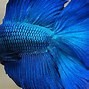 Image result for Blue Aquarium Fish