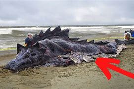 Image result for Real Sea Monsters Found