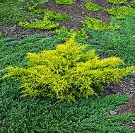 Juniperus x pfitzeriana Old Gold 的图像结果
