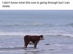 Image result for Cow IJN Ocean Meme Juan