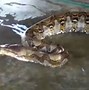 Image result for Guinness World Records Biggest Snake
